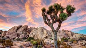 joshua-tree-jour